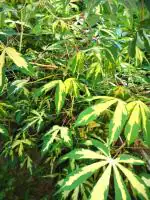 Plantzoin Manioc Shakarkand Manihot esculenta Manihot Live Plant