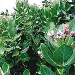 Kapebonavista Rare Shwetharka Ganapathi Madar Plant Giant Milkweed Ganapathi Ganesh Root White Crown Flower Erukkku Ganesha Jilledu Ganapathi Ekkadha Ganesha Living Plant with Poly Bag
