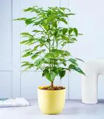 Nurturing Green Live Radermachera Plant For Home In Yellow Wave Pot