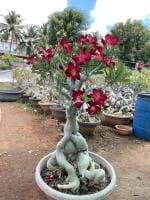 Indian Gardens Adenium Bonsai Years Obesum Original Plant Without Pot Will Be Sent