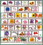 Greenery Hub 40 Varieties Of Flower Seeds Combo Pack