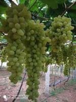 Cloud Farm Hybrid Dilkhush Grape Plant - 200 mm CF_O25