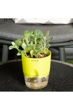 Kyari Green Plastic Fittonia Green Live Plant with Self Watering Pot (Pack of 1)