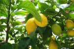 Plantzoin Lemon Nimbu Citrus limon Lembu Live Plant