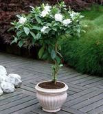 Vedanta Sales Vedanta Sales Cape Jasmine Live Natural Plant With Pot
