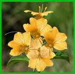 ROOKHRAJ PAUDHSHALA Vajradanti Live Plant,Katsaraiya, Piyabansa, Barleria Prionitis, kuranta