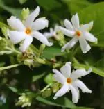 Cloud Farm Parijat Harsingar Healthy Plant [CF26]