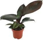 Garden Art Dark Green Cardinal Indoor Plants for Home Office Decor Philodendron Fibreglass Flower Pots