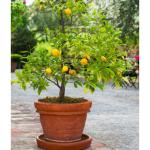 Cloud Farm Healthy Bonsai Chinese Orange Plant Great For Indoor Decoration (1-1.5 Ft Size) CF_1751