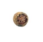 OMEGA GOLD Raw Rudraksha Fruit