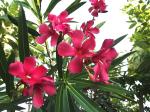 Plantzoin Oleander Kaner Nerium oleander Karabira Live Plant