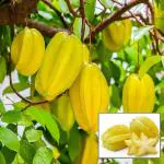 Cloud Farm Thai Sweet Star Fruit Carambola Kamranga Amrak Grafted Healthy Plant (1.5-3 Feet Height),CF_T120