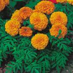 M-Tech Gardens Rare Hybrid African Marigold 