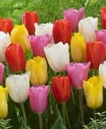 PARYAVARAAN Winter Season Flower Bulbs Tulip Bulbs Multicolour- Pack Of 1 Bulbs