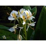 HARITADHARA Hedychium White/Ginger Lily Flower Bulbs Multi-Qty Packs Summer Special For Home Gardening (5 Bulbs)