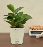 UGAOO Green Live Plant With Pot