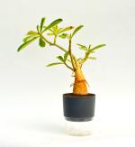 India Gardening Rosy Adenium / Desert Rose Healthy Live Plant With Self Watering Pot