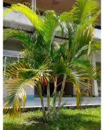 Areca Palm A Carming Tree Seeds