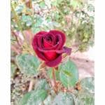 Cloud Farm Real Healthy Dark Red Rose Healthy Plant Hybrid For Balcony, Terrace, Outdoor Gardening CF_2073