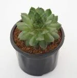 India Gardening Green Wheel Laxmi Kamal (Sempervivum) Succulent in 3 Inch Pot for Good Luck