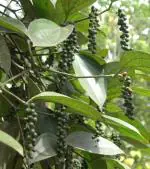 Plantzoin Black pepper Kali mirch Piper nigrum Gola maricha Live Plant