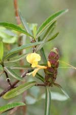 Plantzoin Hophead Piyabans Barleria lupulina Bisalyakarani Live Plant