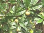 Plantzoin Elephant apple Karambel Dillenia indica Oou Live Plant