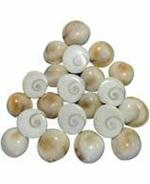 zoltamulata Multicolor Gomati Chakra for Pooja (11 pc)