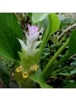 Odiplantz Mango ginger Live Plant