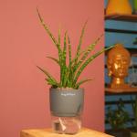 Hug A Plant Mikado Snake Plant(Small)- Live Plant (With Self-Watering Pot & Plant) (Color: Gray)