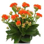 ONLINE PLANT BAZAR KALANCHOE PLANT-K04(PACK OF-1)