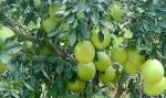 Dishita - Go Green Red Jambura Pomelo Gaint Chakotra Batabi Lebu Fruit (Grafted) Live Plant & Tree