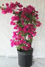 Zomoloco Flower Bougainvillea Hybrid Plant - 150 Mm
