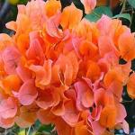 PLATONE Baugainvillea Plant_Shopy-Pla-110(x155