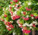 Cloud Farm Hybrid Madhumalti Rangoon Creeper - 200 mm CF_A278