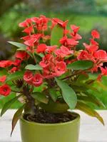 Euphorbia milii flower plant