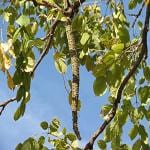 Kapebonavista Garuda Padri Tree Khonda-partolli Radermachera xylocarpa plant