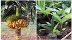The Entacloo Betel Nut/Supari Plant Live Palm Tree Betel Nut Areca Catechu Ornamental Supari Plants