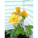 Cloud Farm Rare Grafted English Rose Plant