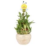 Ferns N Petals Three Layer Lucky Bamboo Plant With Honey Bee Tag In Metal Pot 3X5 inch