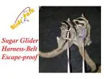 Birds' Park Sugar Glider Harness-Belt-Halter Escape-proof with lease size: Small & Medium 2 pcs