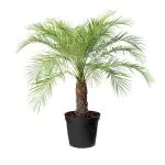 Online Plant Bazar Green Phoenix Palm Live Plant-P2