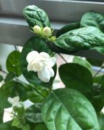 Cloud Farm Arabian Jasmine Double Petal Healthy Flower Plant CF[2138]