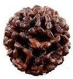 Feeltouchmart Brown Wood 1 Mukhi Nepal Gol Dana Rudraksha Hgj00-1001-2040