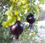 Cloud Farm Hybrid Black Pomegranate Plant - 200 mm CF_A53