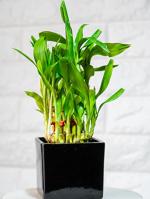 Nurturing Green Lucky Bamboo Plant With Black Pot