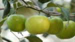 Platone Apple Plant Indian Jujube Apple Ber ( Grafted ) Fruit Plants And Tree [v5]