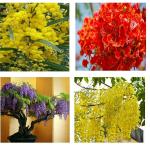 Afflorance 4 Varieties Combo Beautiful Flower Tree Seeds