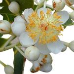 Kapebonavista Three Year calophyllum inophyllum