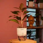 Hug A Plant Aglaonema Lipstick - Live Plant (With Self-Watering Pot & Plant) (Color: White)